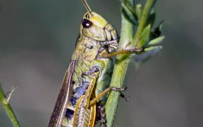 Grasshopper Bylaw